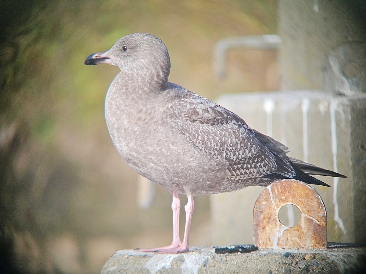 アメリカセグロカモメ - ML646747362