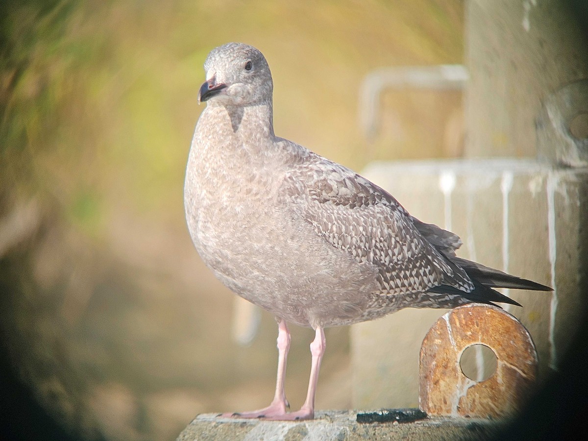 アメリカセグロカモメ - ML646747363