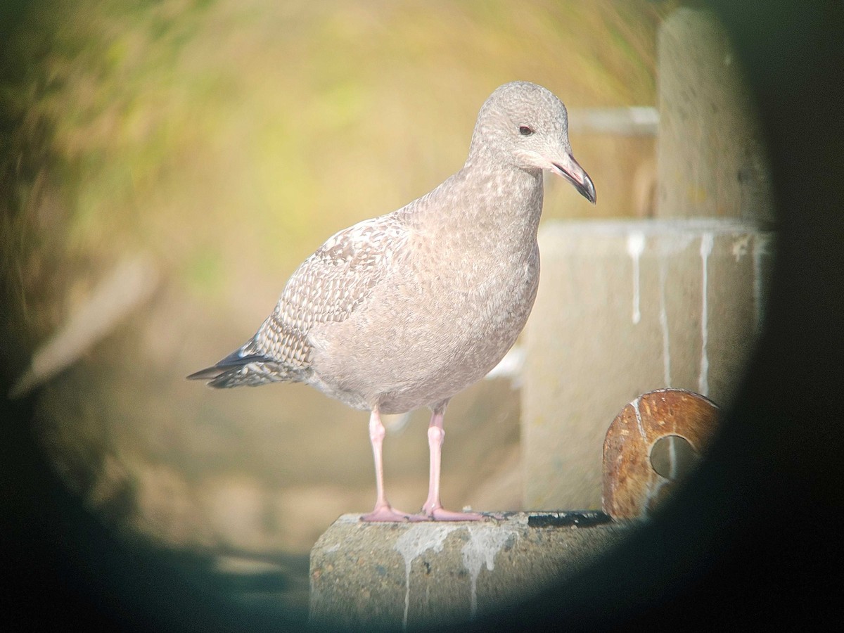 アメリカセグロカモメ - ML646747364