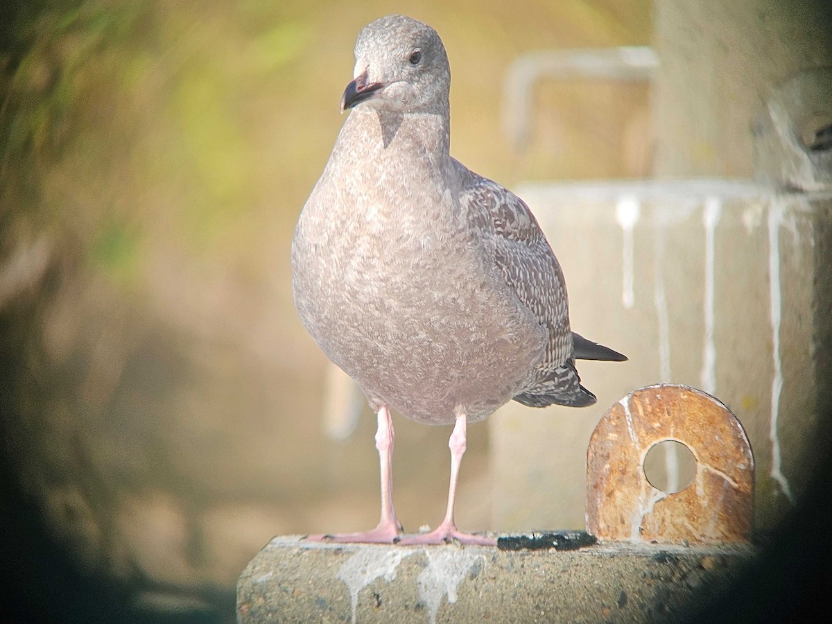 アメリカセグロカモメ - ML646747365