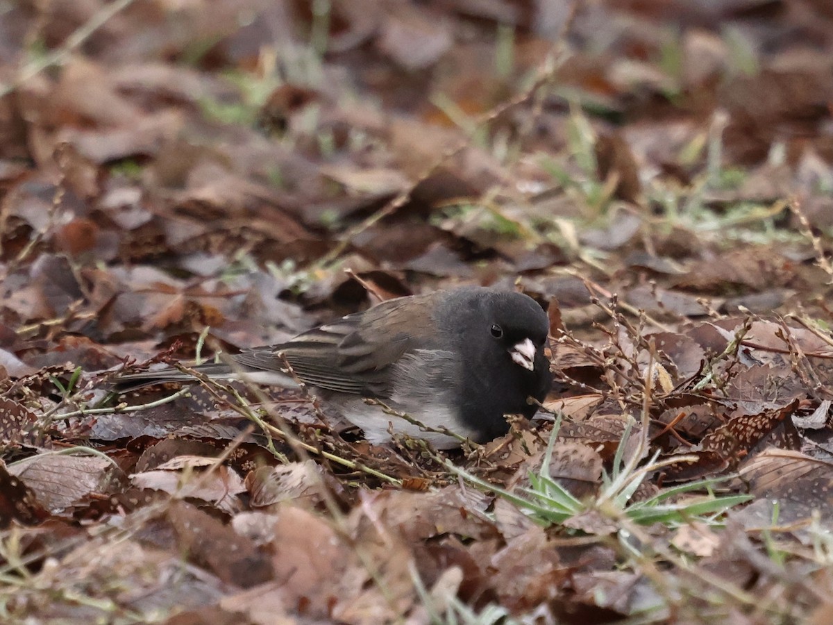 Junco ardoisé - ML646747372