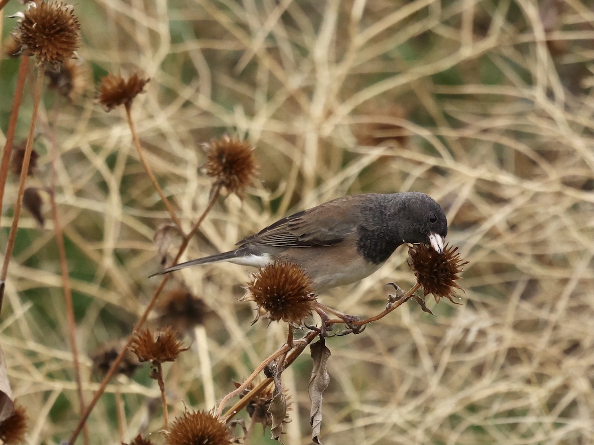 Junco ardoisé - ML646747373
