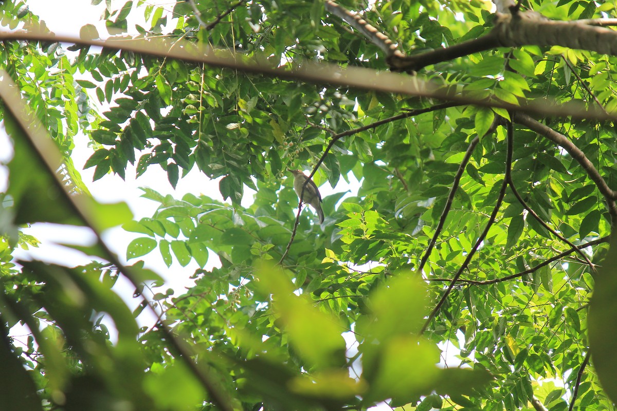 Olive-winged Bulbul - ML646747374