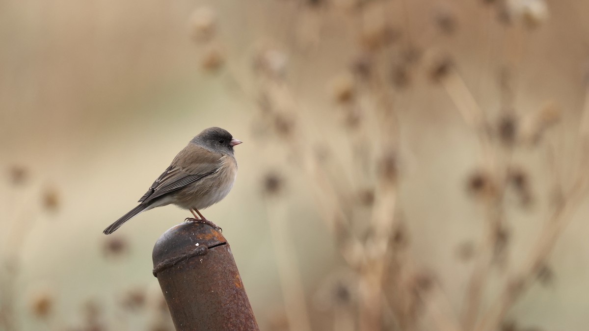 Junco ardoisé - ML646747375