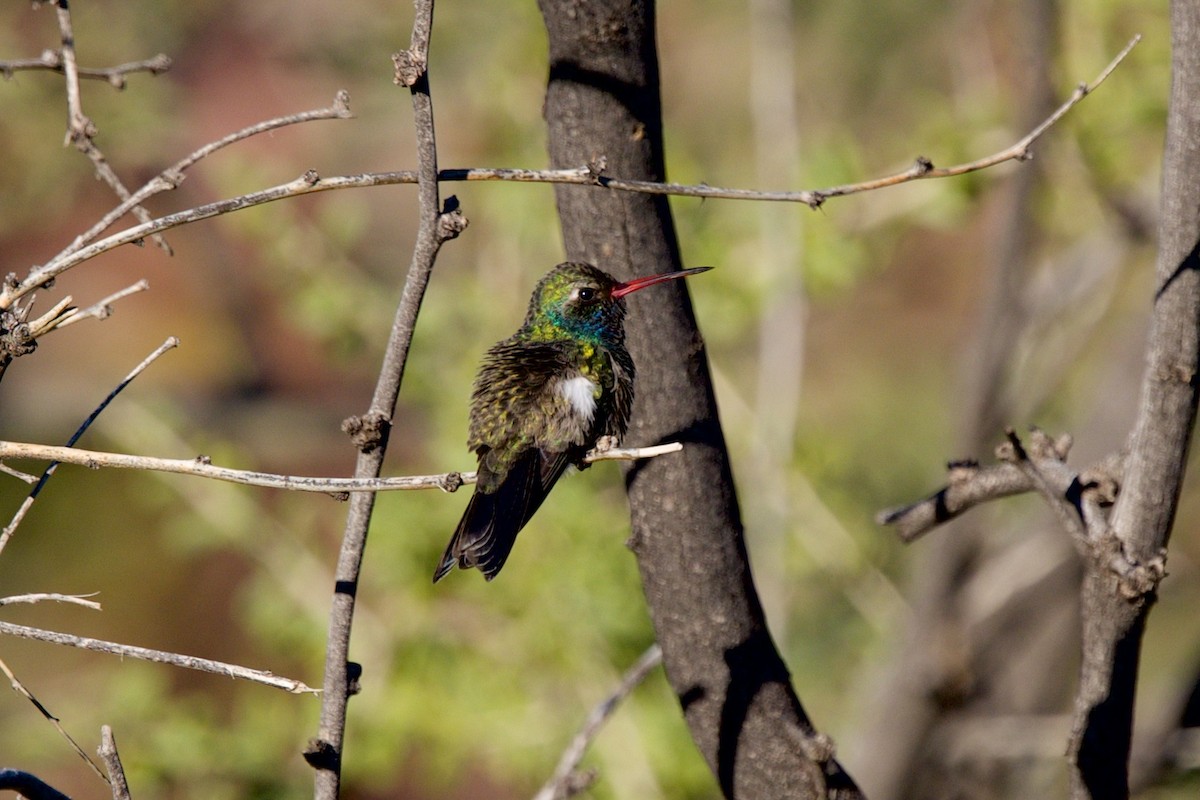 Broad-billed Hummingbird - ML646747376