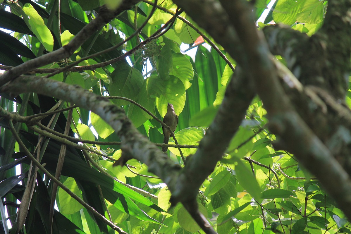 Olive-winged Bulbul - ML646747377