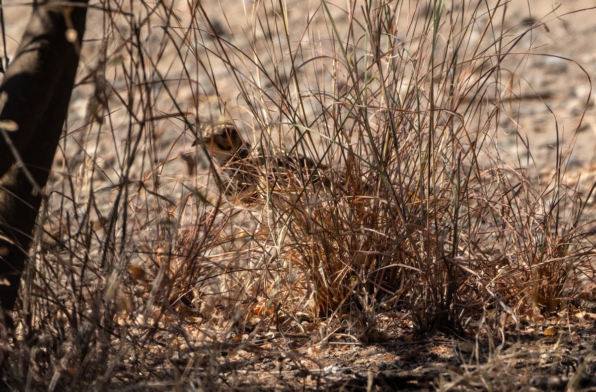 Three-banded Courser - ML646747379