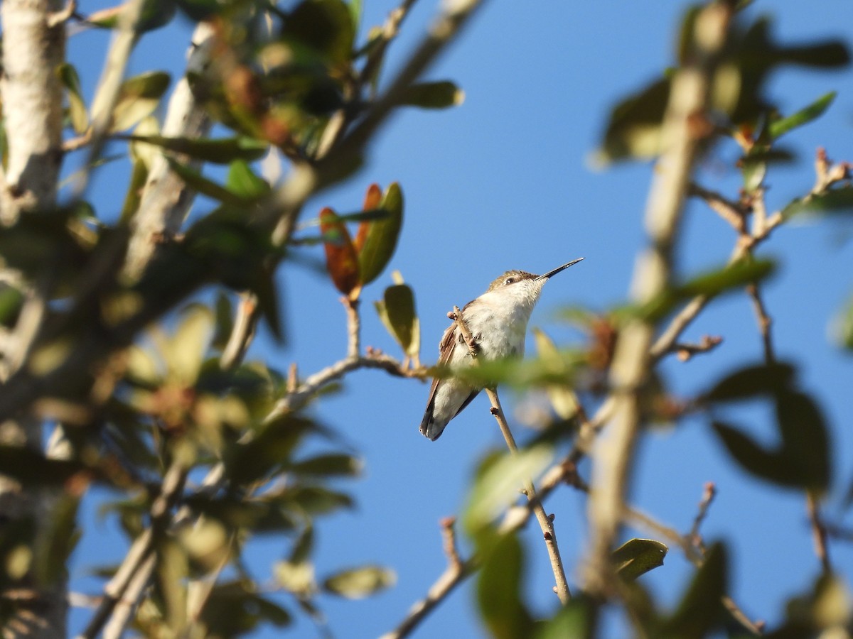 Colibri à gorge rubis - ML646747380