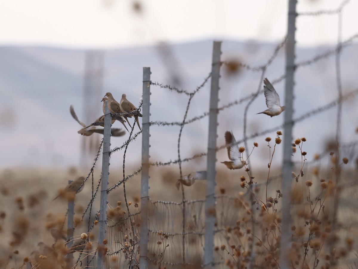 Tourterelle triste - ML646747381