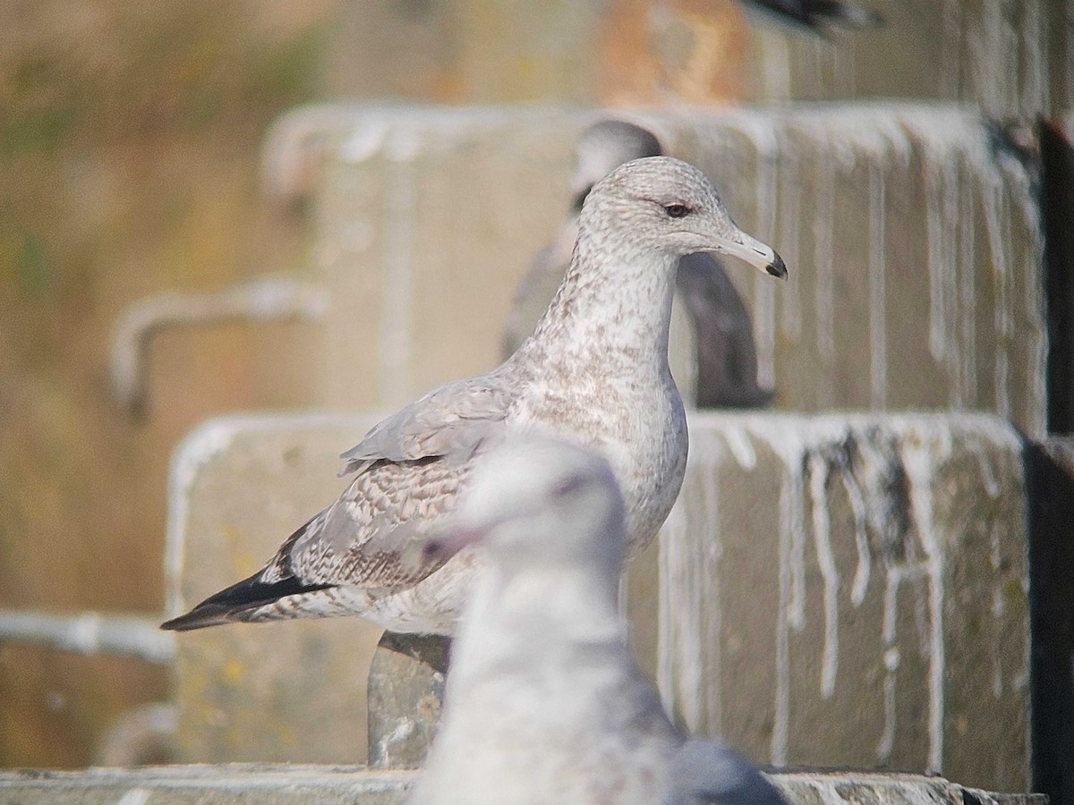 カリフォルニアカモメ - ML646747382