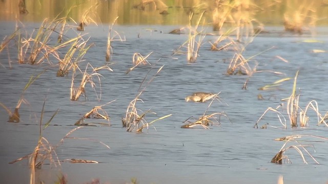 langnebbekkasinsnipe - ML646747383