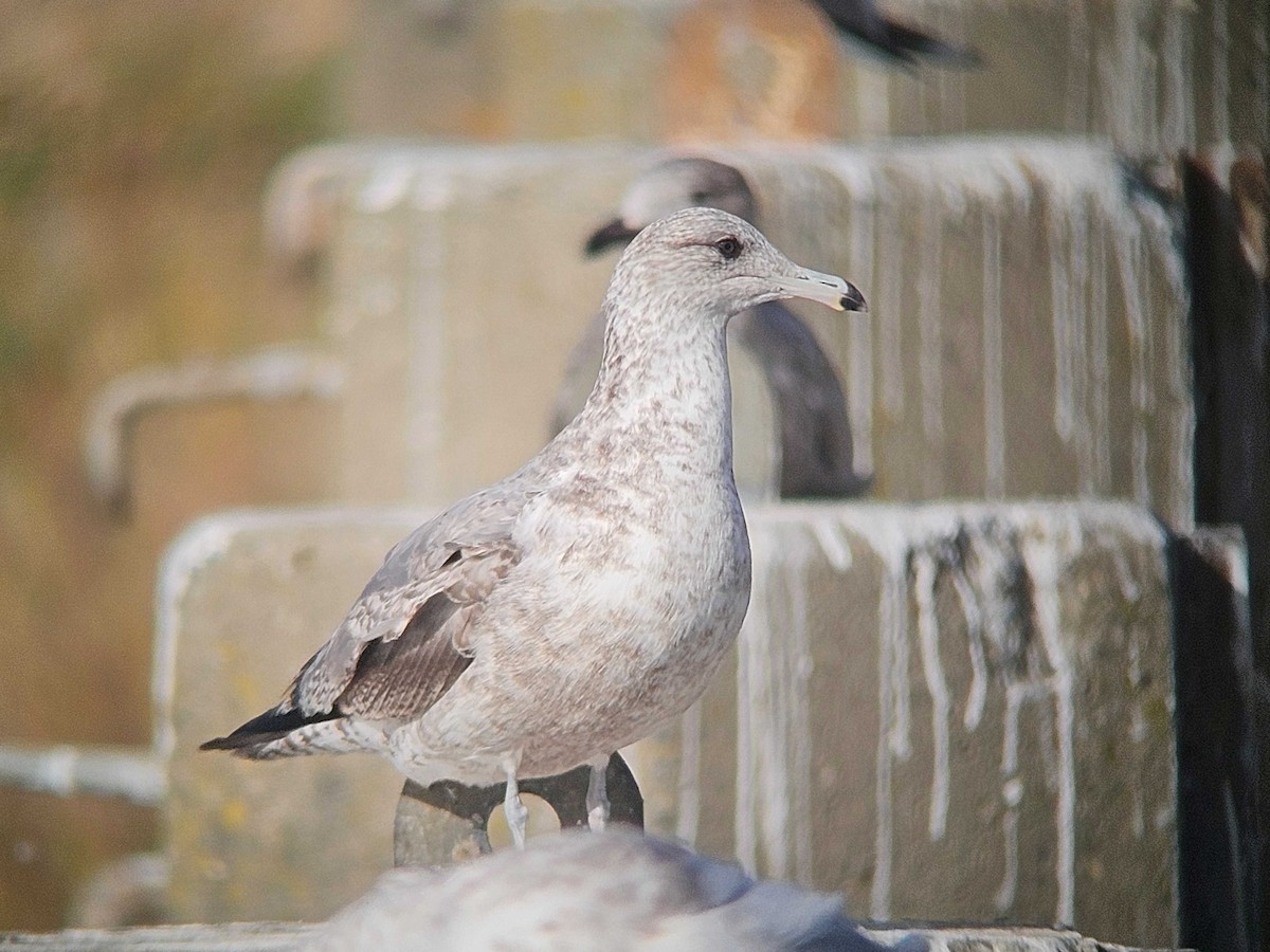 カリフォルニアカモメ - ML646747384