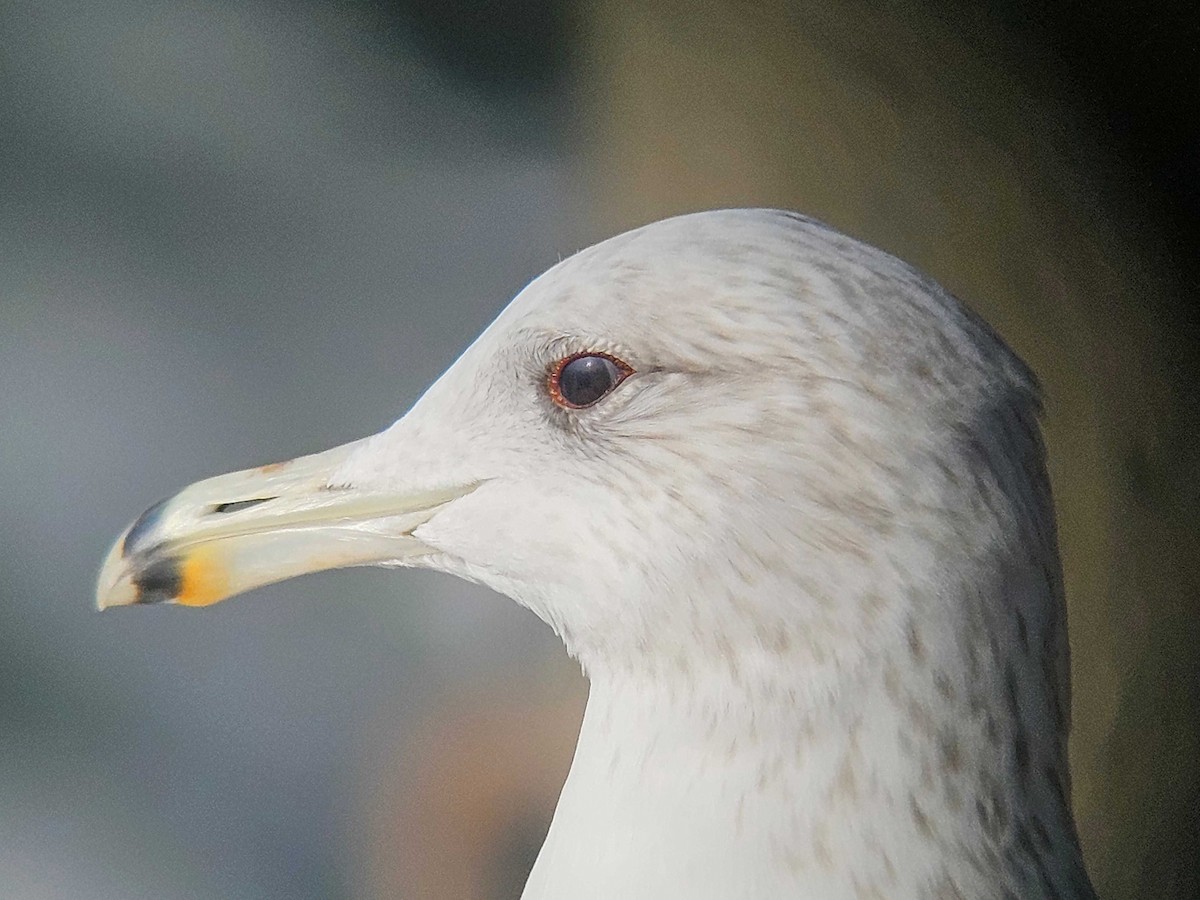 カリフォルニアカモメ - ML646747385