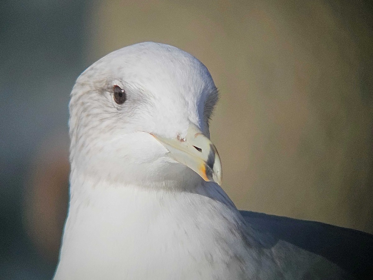 カリフォルニアカモメ - ML646747386