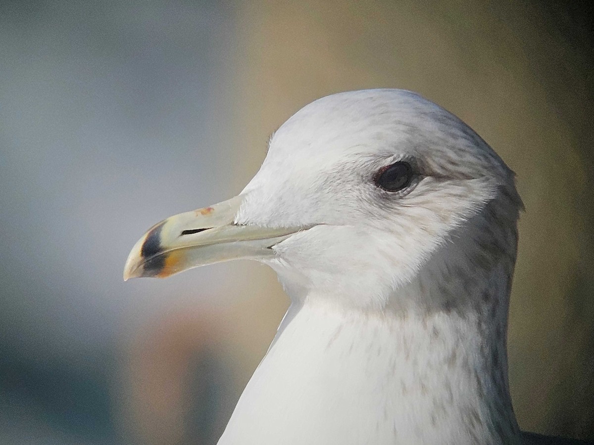 カリフォルニアカモメ - ML646747387