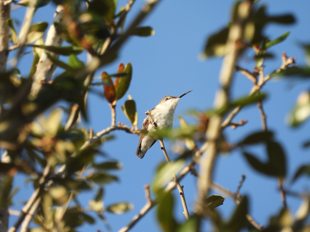 Colibri à gorge rubis - ML646747388