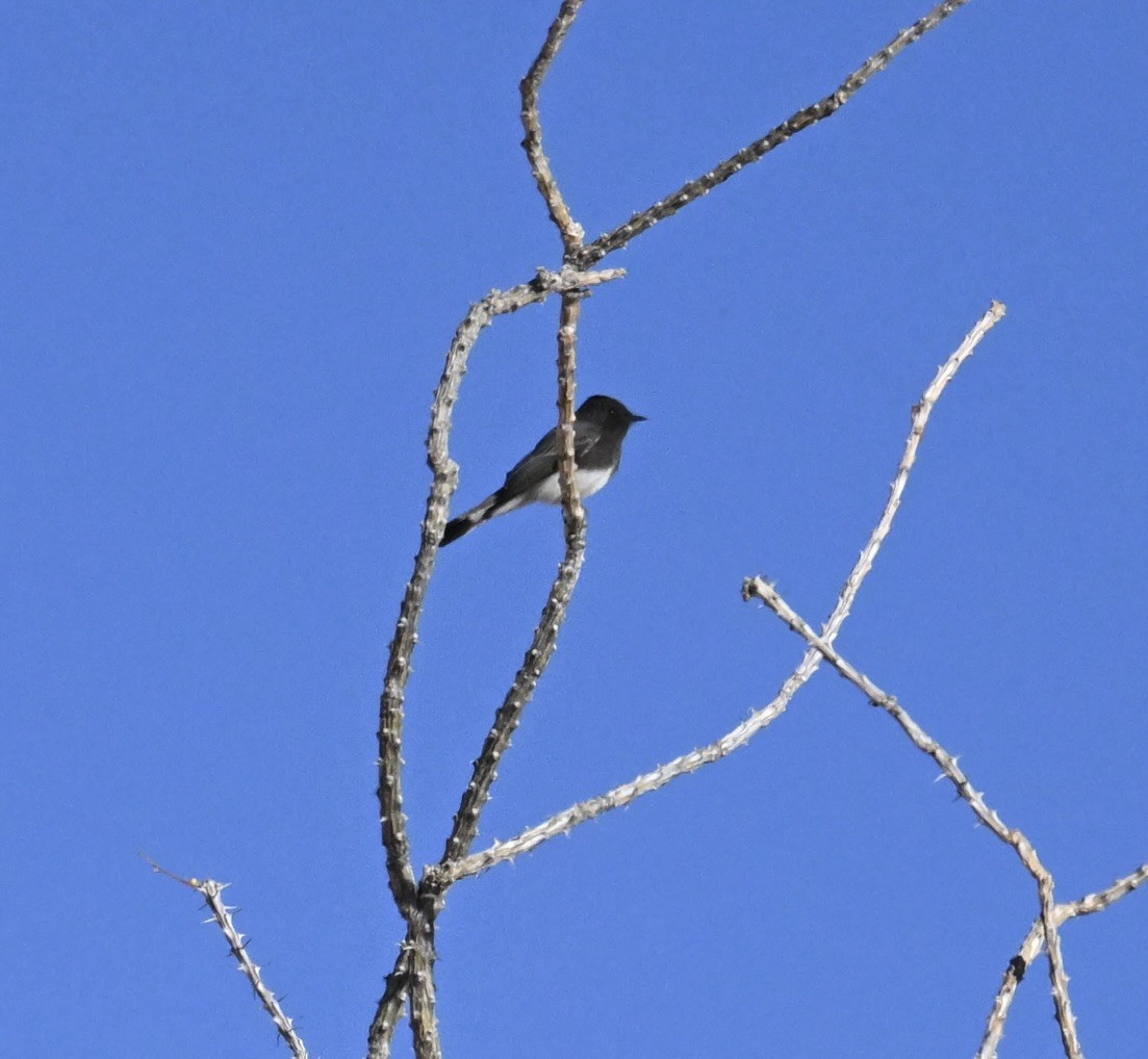 Black Phoebe - ML646747391