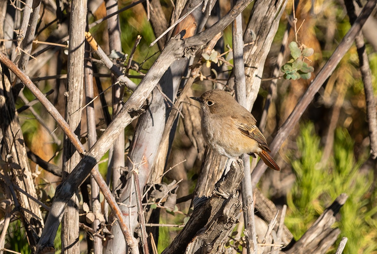 Rufous-backed Redstart - ML646747392