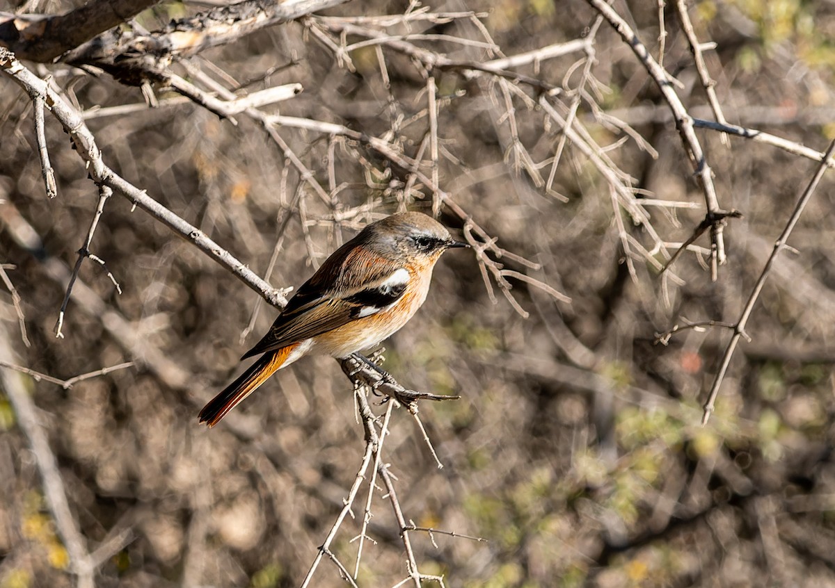 Rufous-backed Redstart - ML646747393