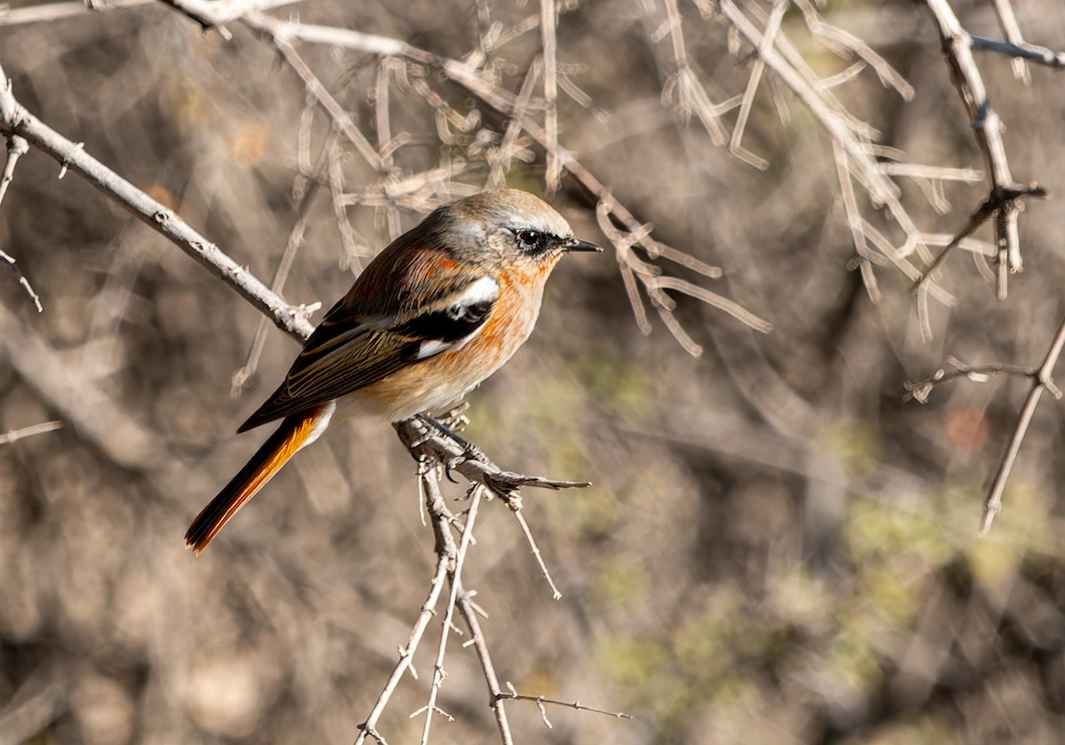 Rufous-backed Redstart - ML646747395