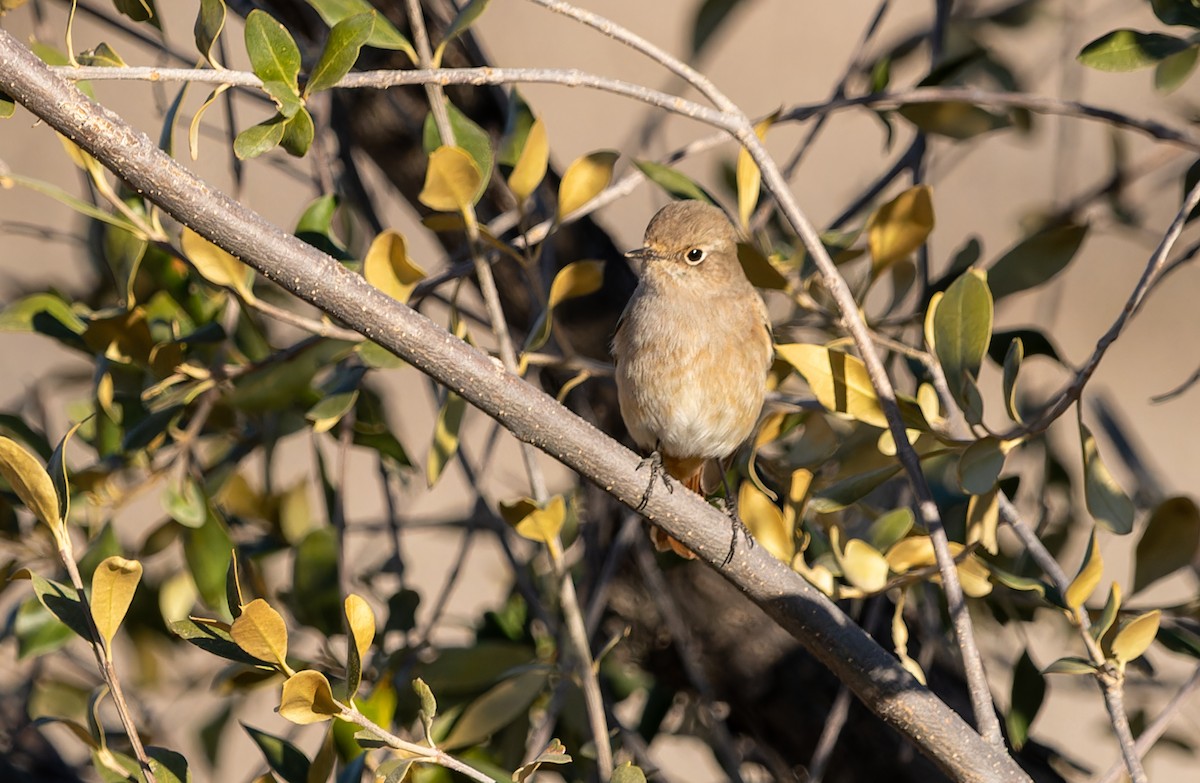 Rufous-backed Redstart - ML646747397