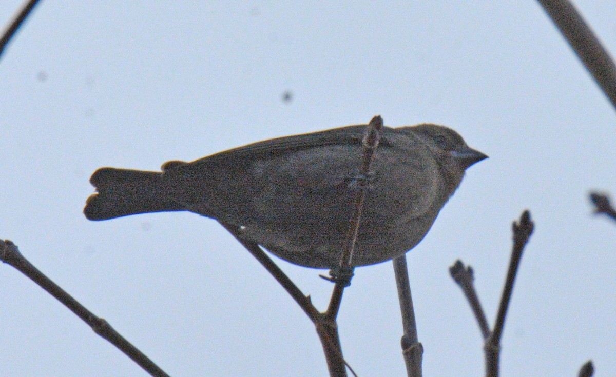 שחרורית חומת-ראש - ML646747398