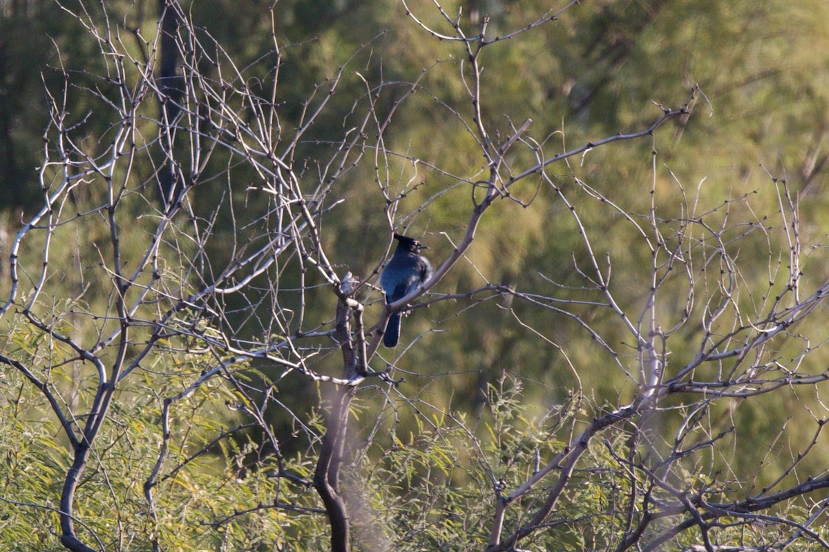 Steller's Jay - ML646747399