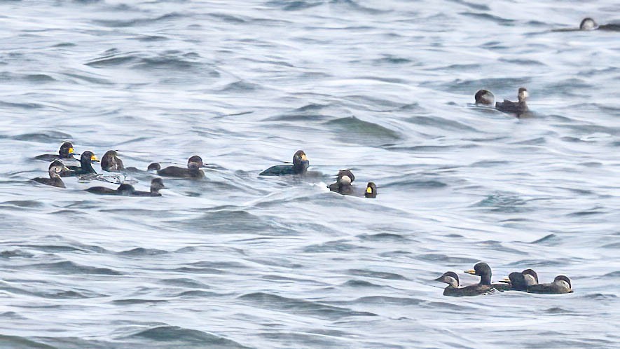 amerikasvartand - ML646747400