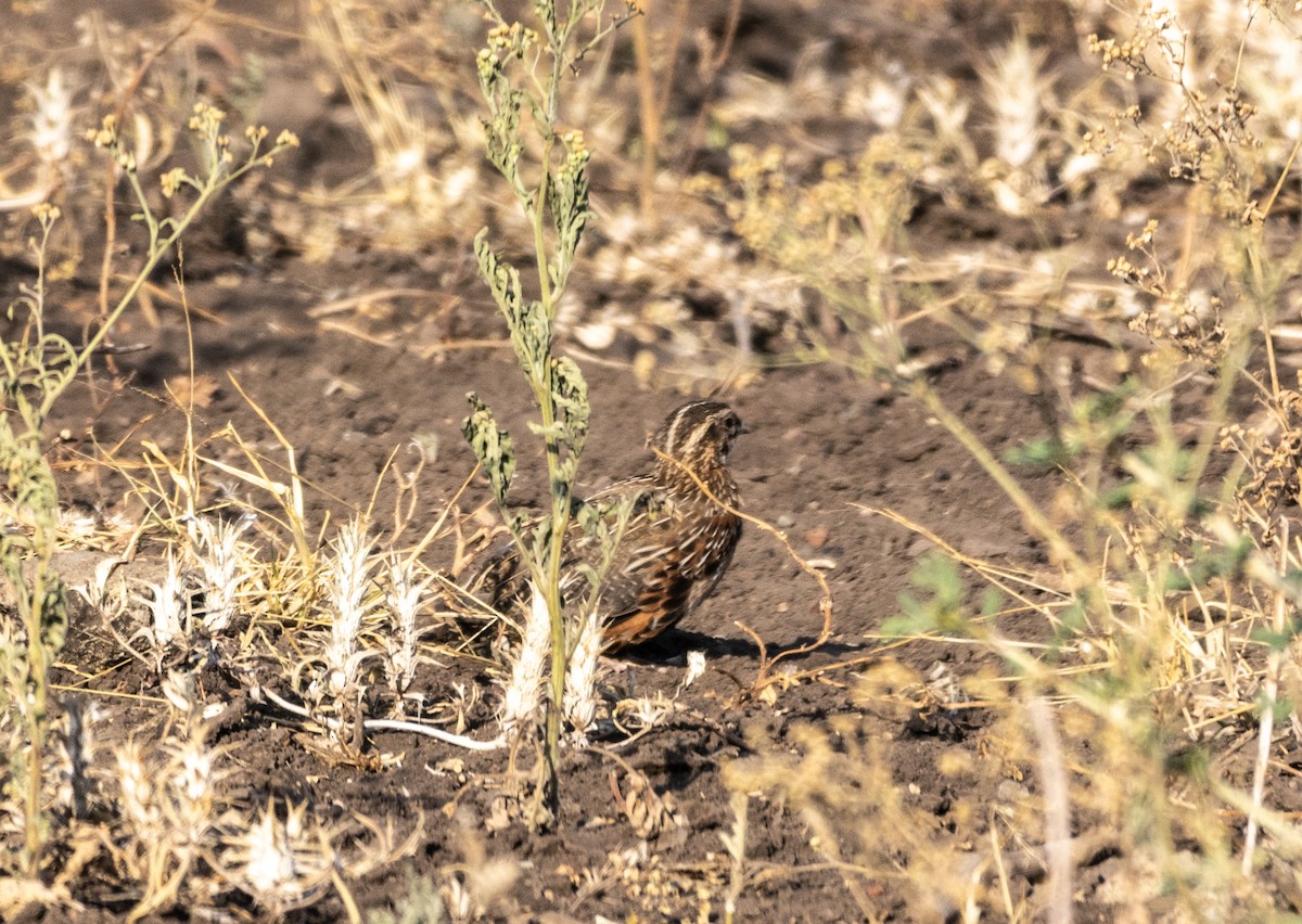 Harlequin Quail - ML646747401