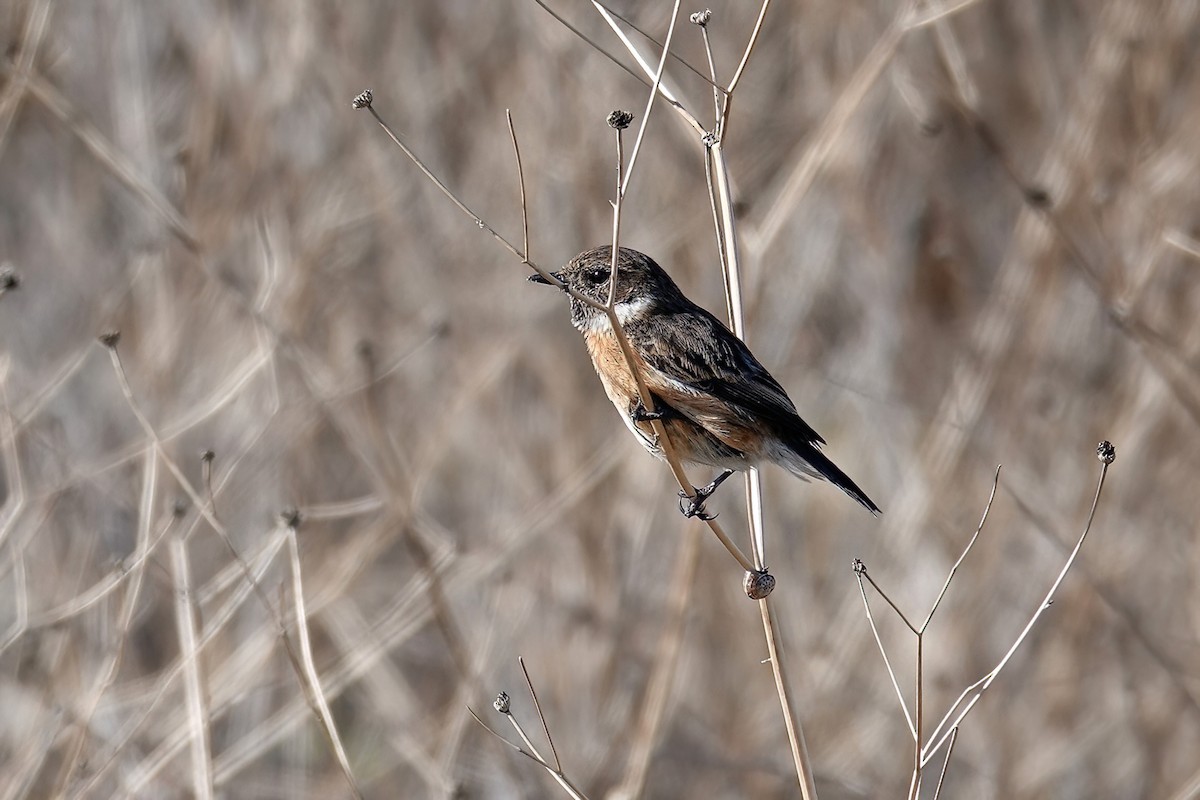 European Stonechat - ML646747402