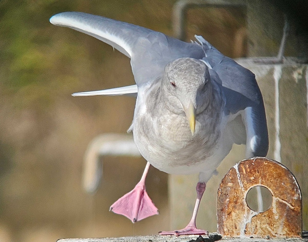 ワシカモメ - ML646747404