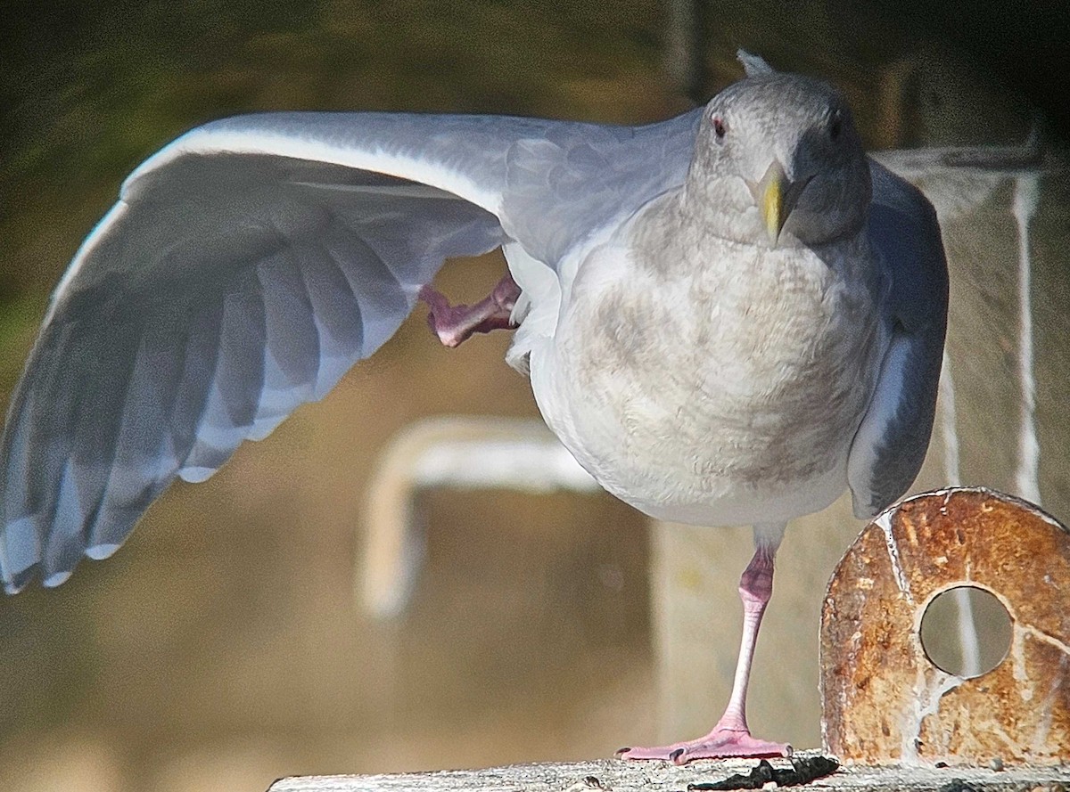 ワシカモメ - ML646747405