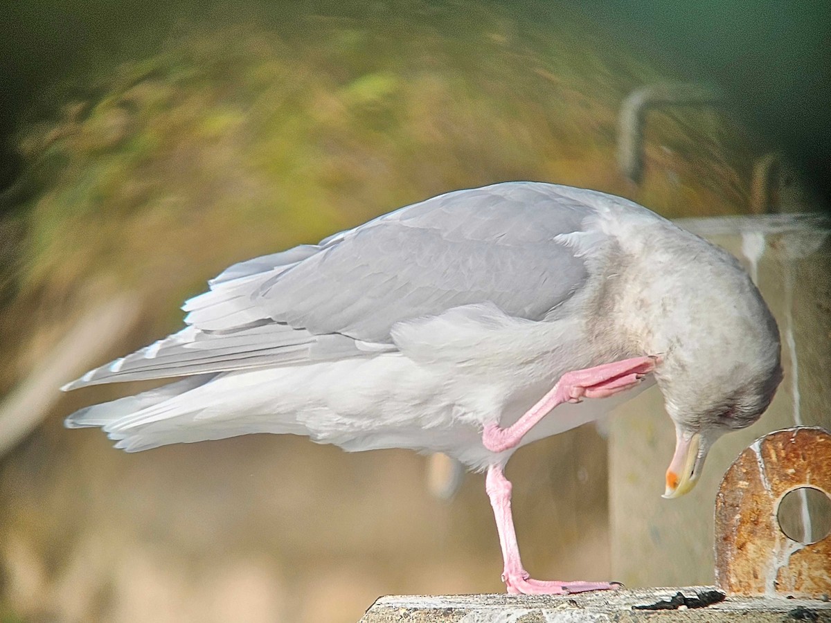 ワシカモメ - ML646747406