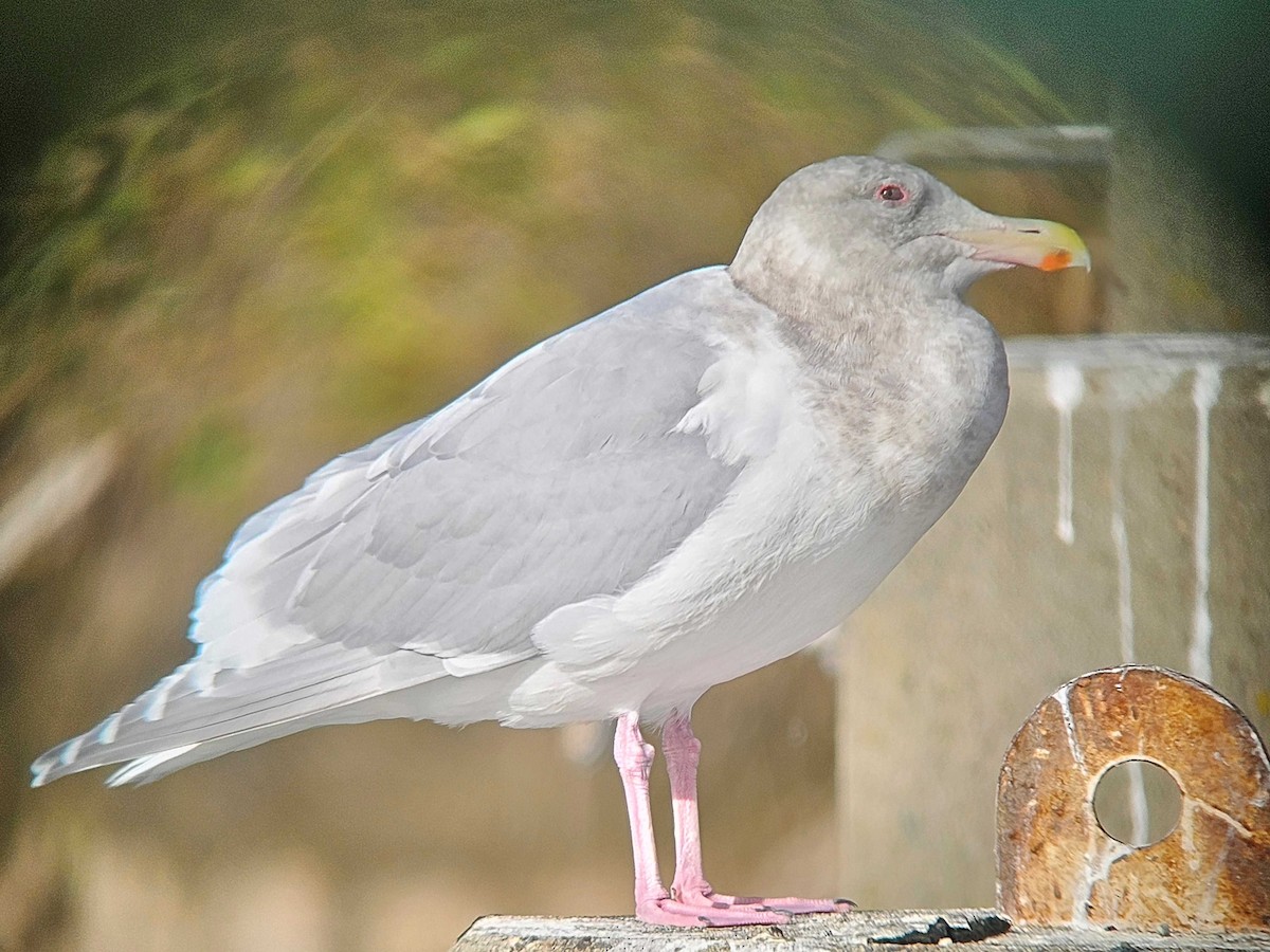 ワシカモメ - ML646747407