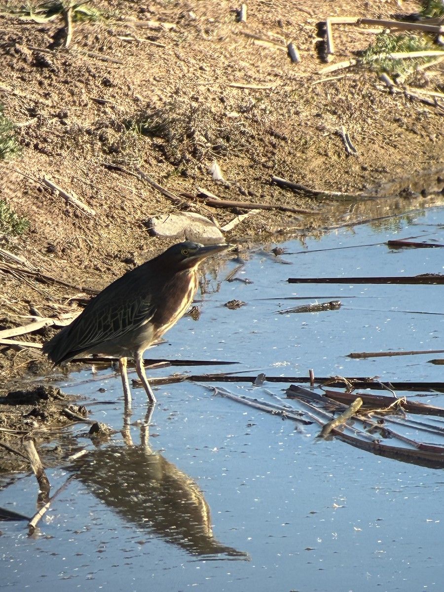 volavka zelenavá - ML646747408