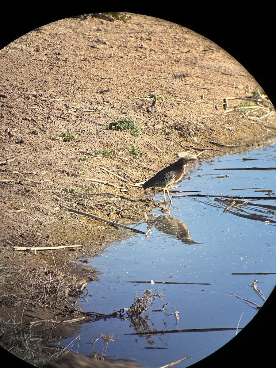 volavka zelenavá - ML646747409