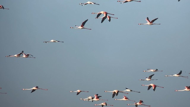 Greater Flamingo - ML646747410