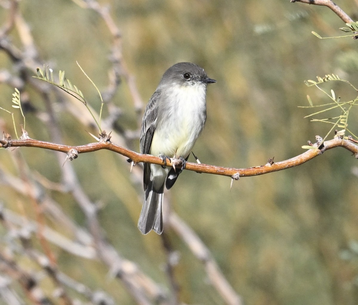 Eastern Phoebe - ML646747422