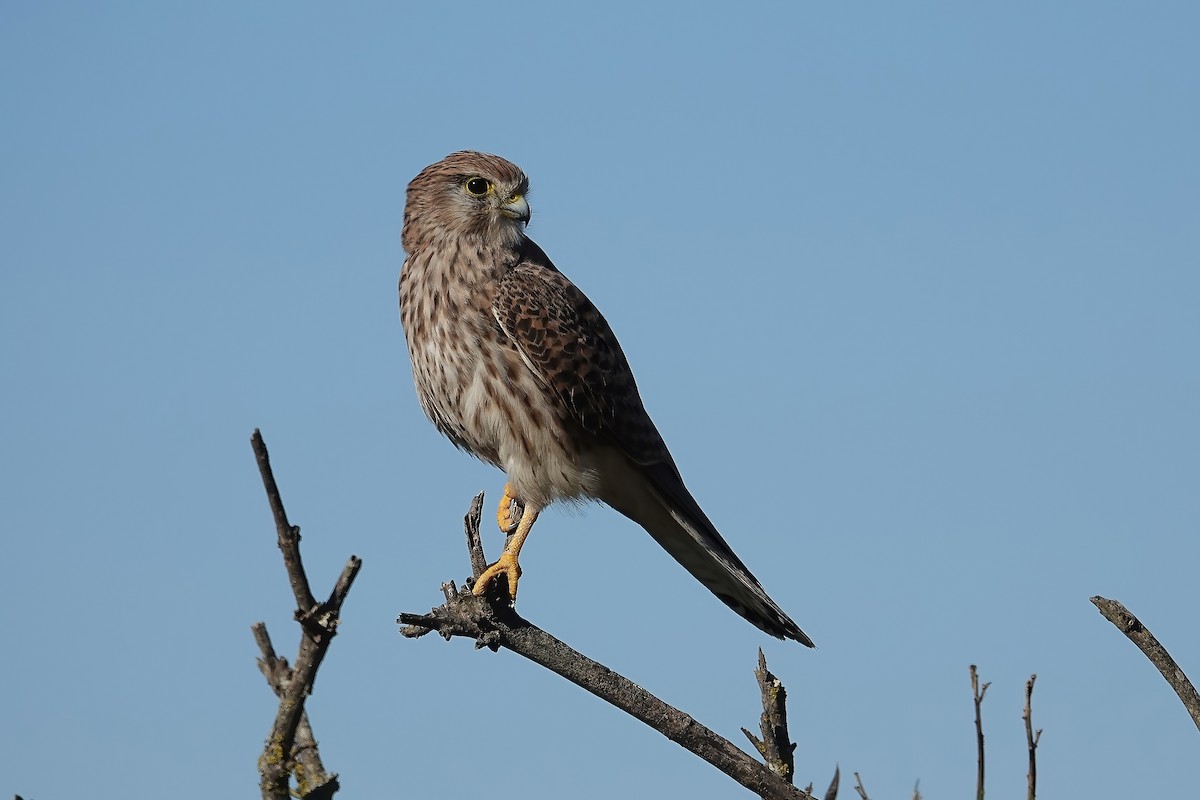 Начин шонхор - ML646747424