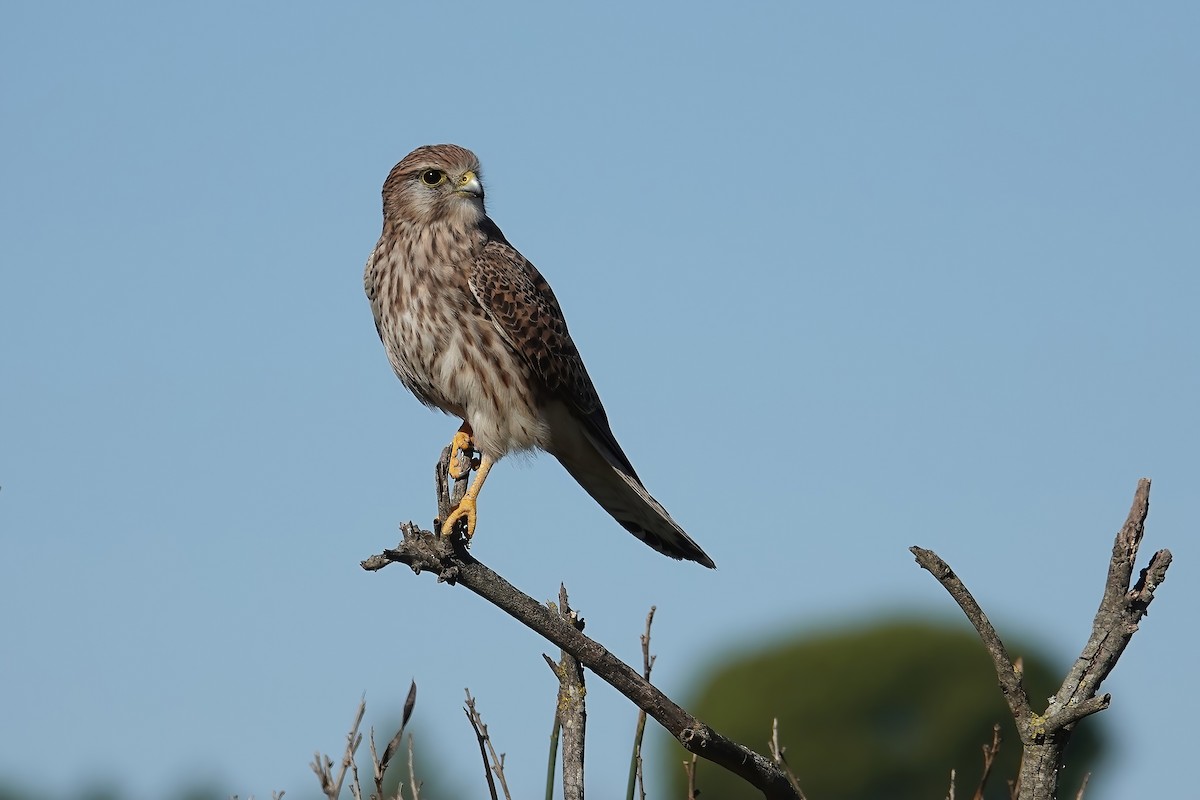 Начин шонхор - ML646747425