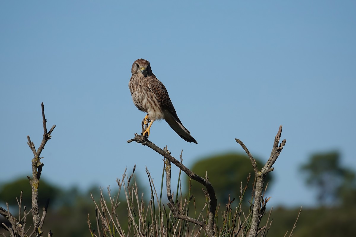 Начин шонхор - ML646747426