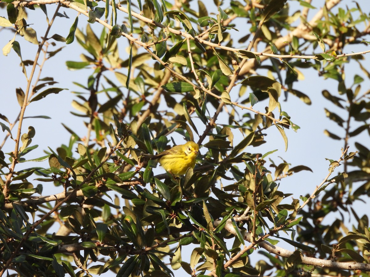 Prairie Warbler - ML646747427