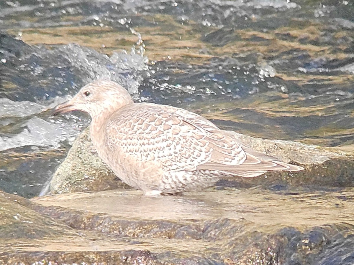 雑種 アメリカセグロカモメ ｘ ワシカモメ - ML646747429