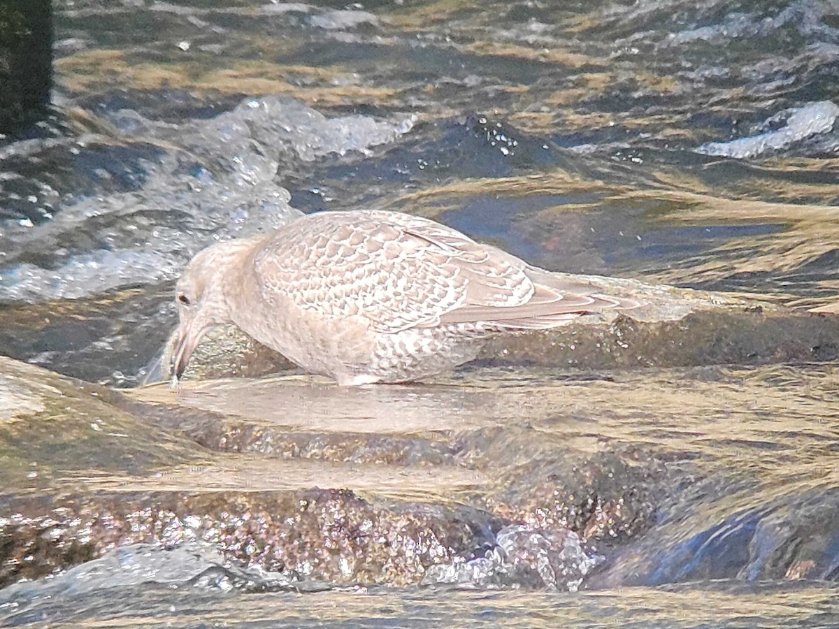 雑種 アメリカセグロカモメ ｘ ワシカモメ - ML646747430