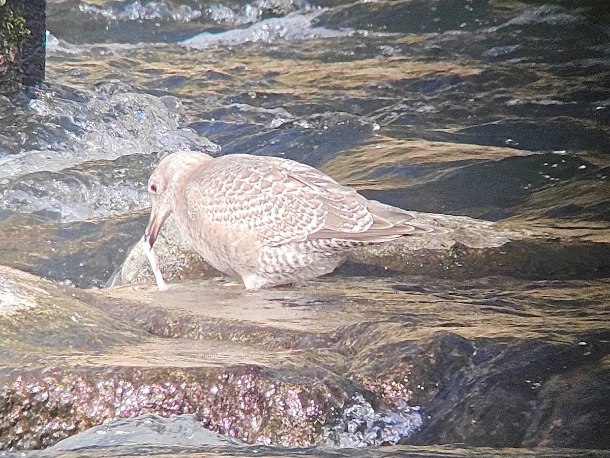 雑種 アメリカセグロカモメ ｘ ワシカモメ - ML646747431