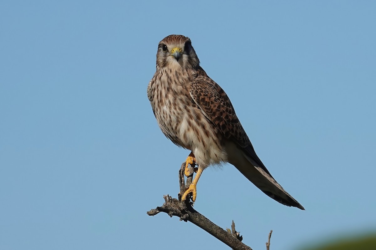 Начин шонхор - ML646747432