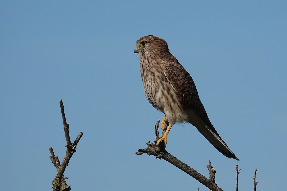 Начин шонхор - ML646747433