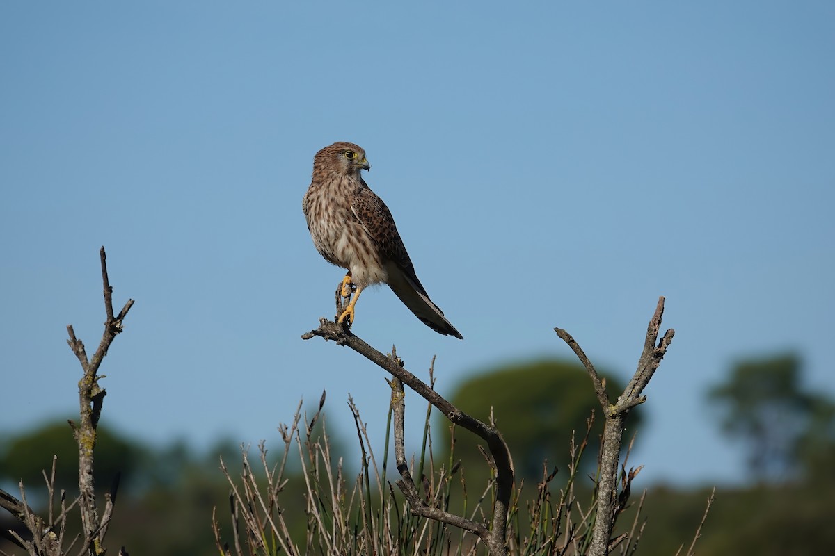 Начин шонхор - ML646747434