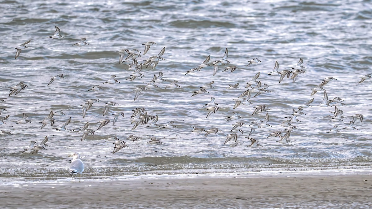 Correlimos Común - ML646747436