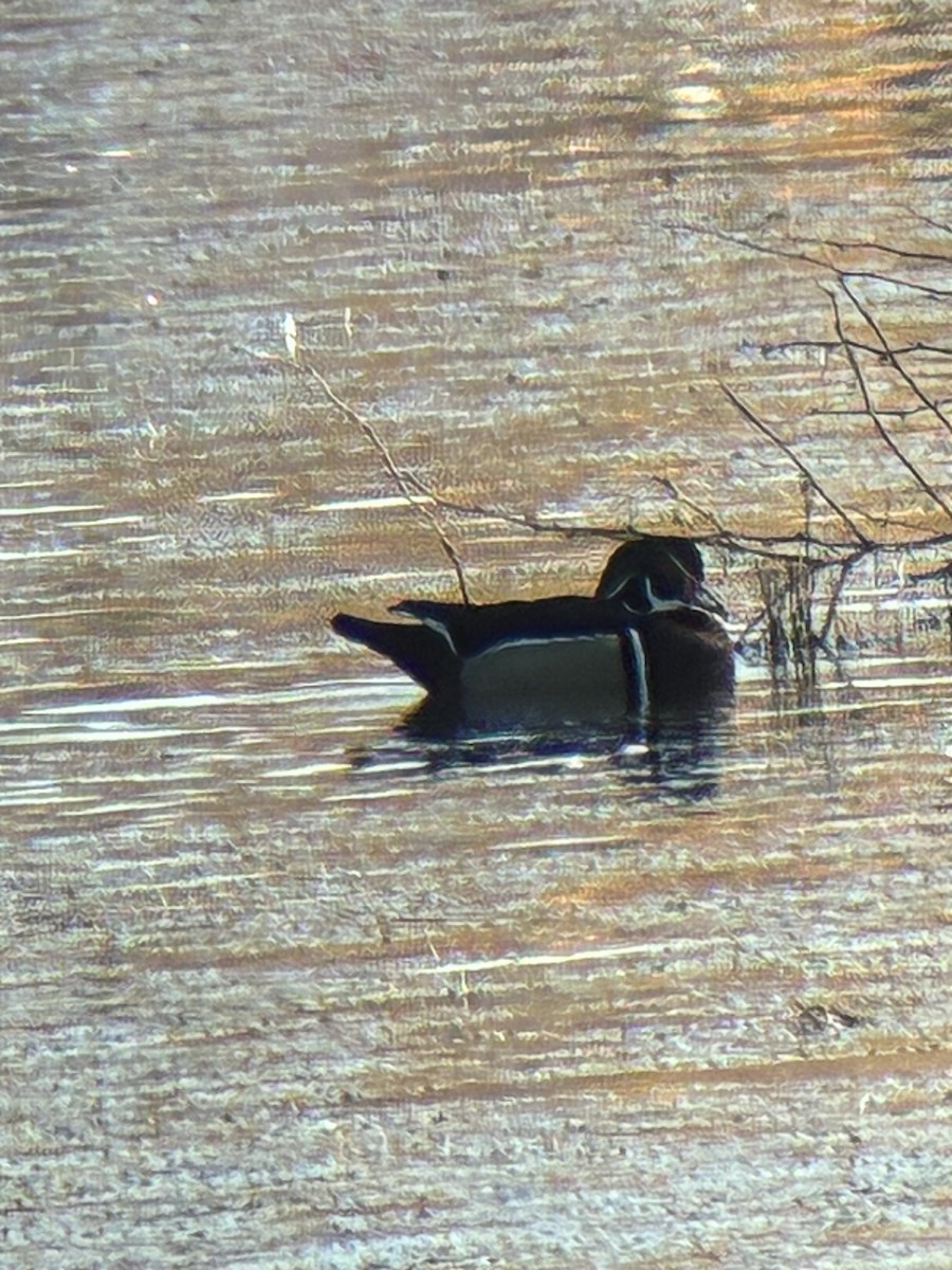 Canard branchu - ML646747438